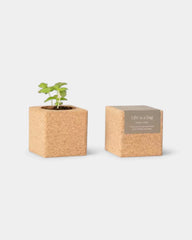 Grow Cube personalisierbar - 2