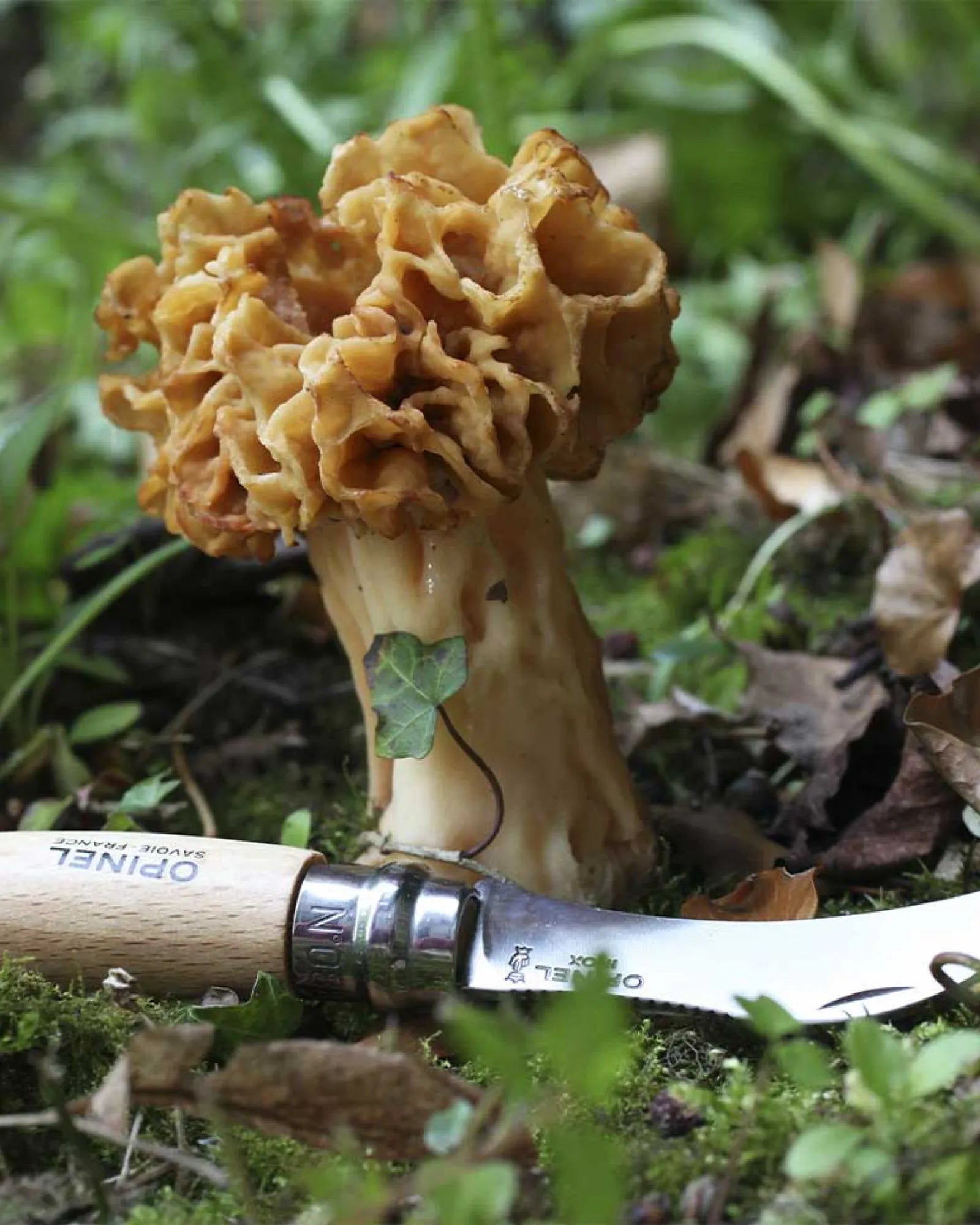 Pilzmesser Edelstahl Opinel N°08 zum Personalisieren - 4