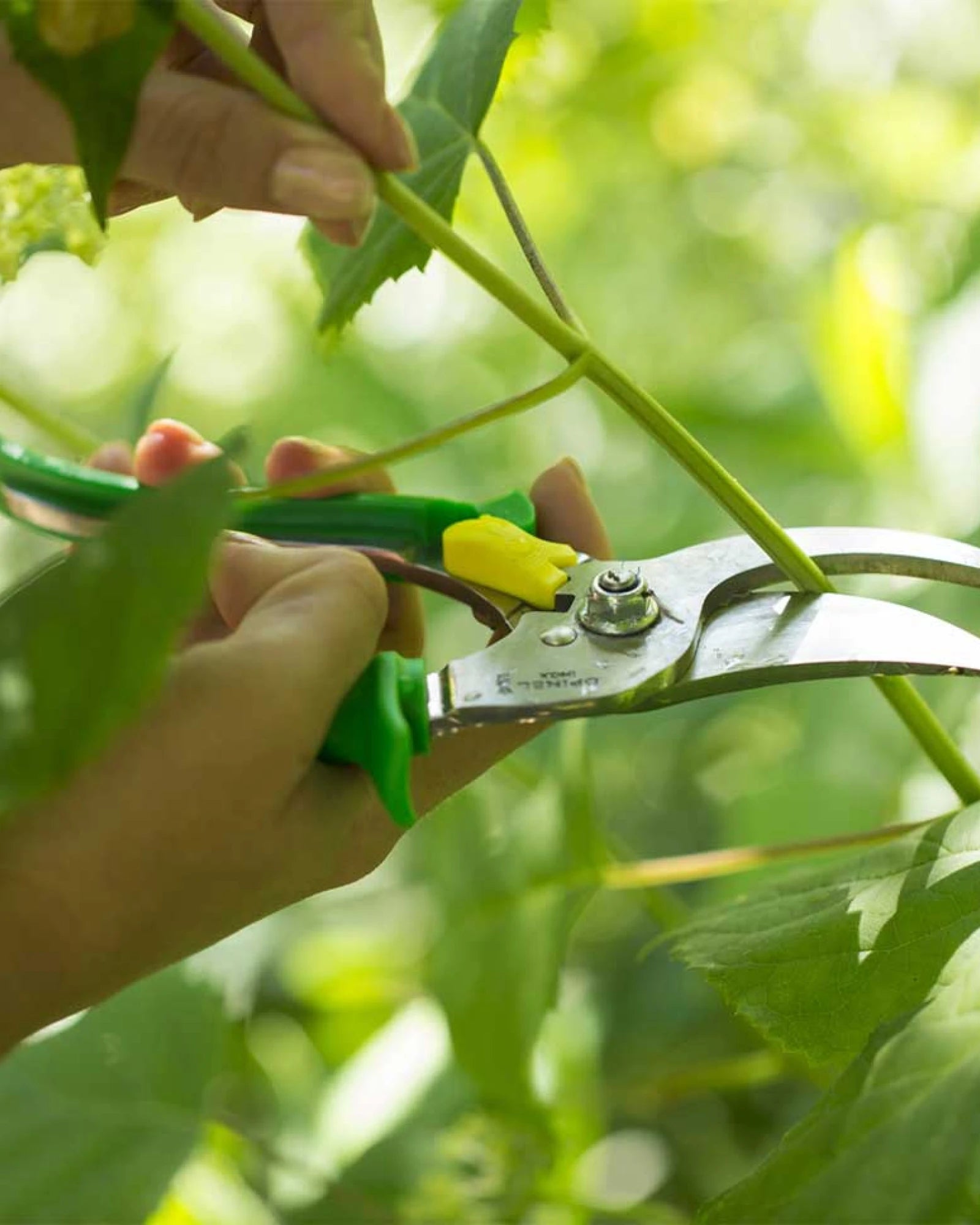 Gartenwerkzeug Edelstahl Opinel Gartenschneider zum Personalisieren - 8